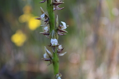 Prasophyllum australe