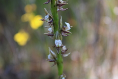 Prasophyllum australe