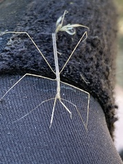 Pseudobargylia iuncea