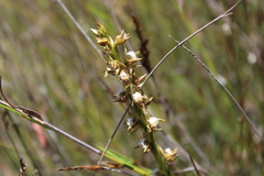 Prasophyllum australe