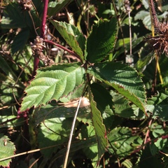 Magnoliopsida