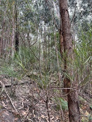 Acacia mucronata longifolia