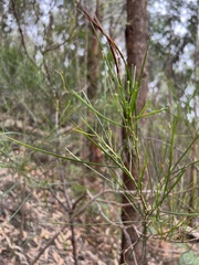 Acacia mucronata longifolia