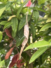 Phonognatha graeffei