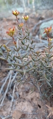 Crassula tetragona