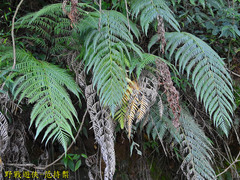 Woodwardia prolifera