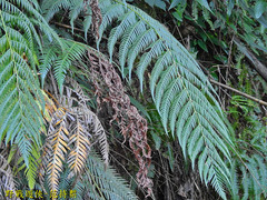Woodwardia prolifera