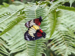 Delias crithoe