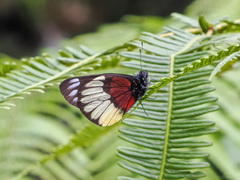 Delias crithoe
