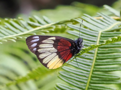 Delias crithoe