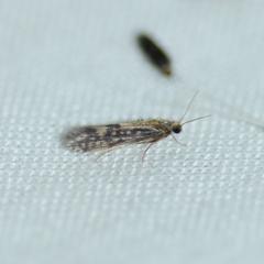 Agraylea multipunctata