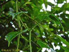 Cissus pteroclada