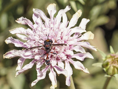 Physocephala biguttata