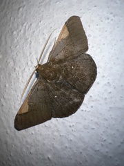 Sphacelodes vulneraria