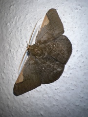 Sphacelodes vulneraria