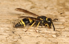 Allodynerus delphinalis