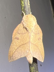 Adeloneivaia subangulata