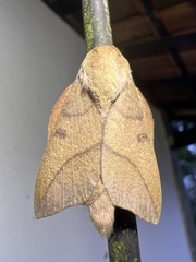 Adeloneivaia subangulata