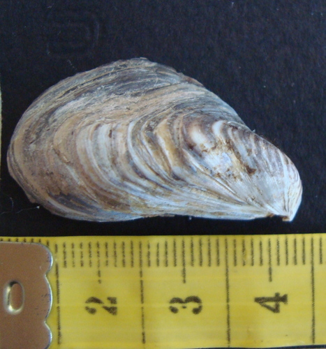 Quagga Mussel