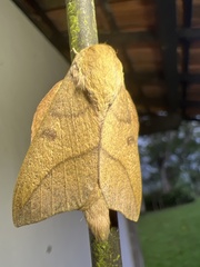 Adeloneivaia subangulata