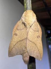 Adeloneivaia subangulata