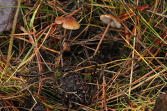 Strobilurus esculentus