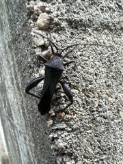 Grammopoecilus angustatus