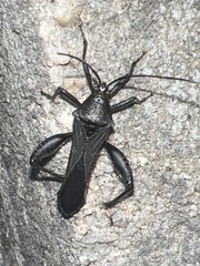 Grammopoecilus angustatus