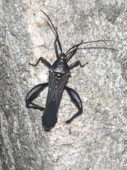 Grammopoecilus angustatus