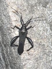 Grammopoecilus angustatus