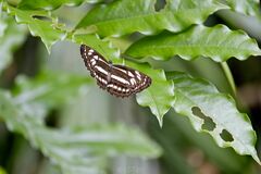 Phaedyma columella singa