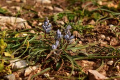 Bellevalia hyacinthoides