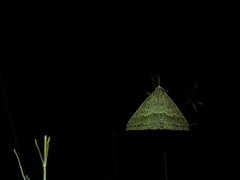 Epidesmia hypenaria