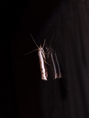 Orocrambus flexuosellus