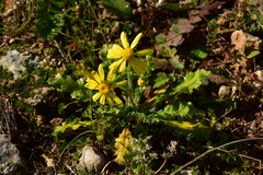 Senecio vernalis