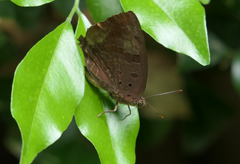Arhopala madytus