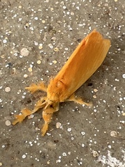 Dalceridae