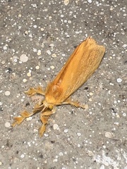 Dalceridae