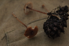 Strobilurus esculentus