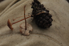 Strobilurus esculentus