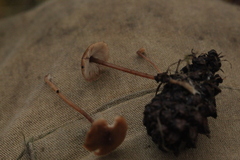 Strobilurus esculentus