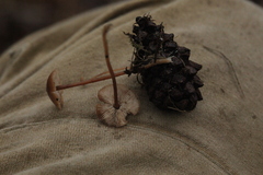 Strobilurus esculentus