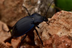 Carabus preslii