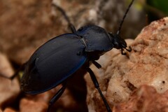 Carabus preslii