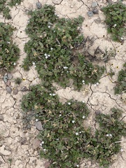 Glandularia quadrangulata