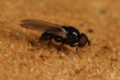 Lonchaea