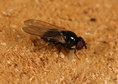Lonchaea