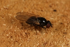Lonchaea