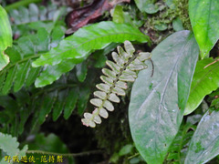 Bolbitis appendiculata