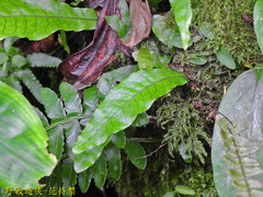 Leptochilus hemionitideus